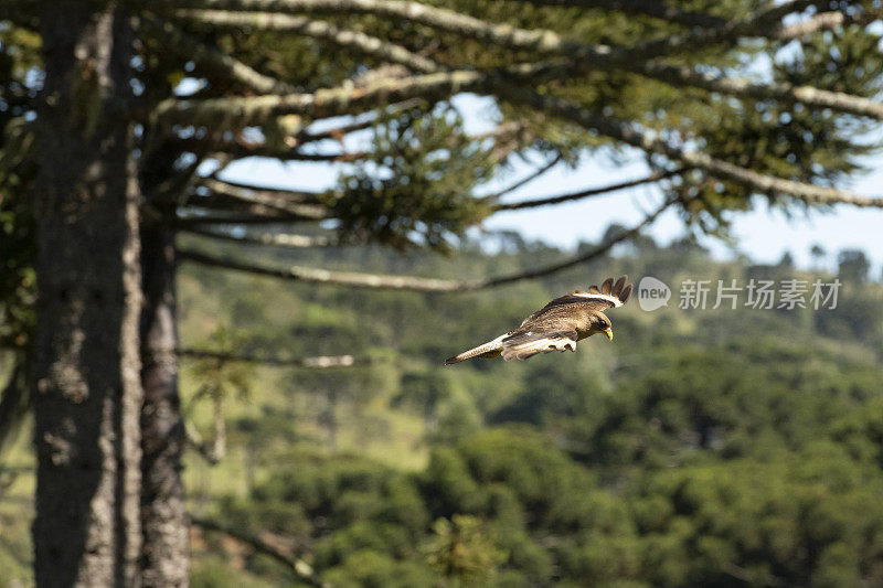 Chimango Caracara (Milvago ximango)